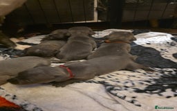 Staffordshire Bull Terrier dogs for sale: Staffy puppys  - Image 6