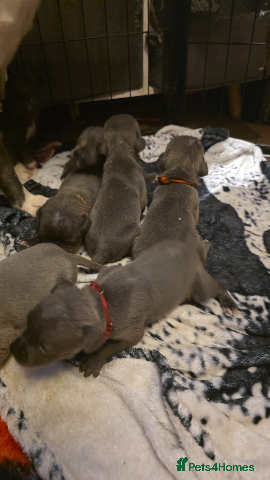 Staffordshire Bull Terrier dogs for sale: Staffy puppys  - Image 6