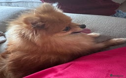 Pomeranian dogs for sale: KC Pomeranian girl - Image 2