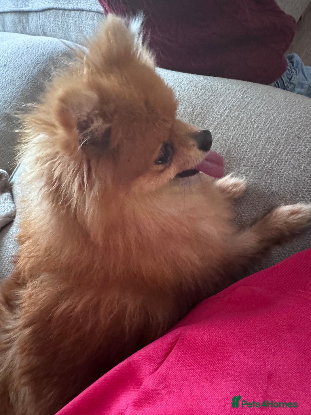 Pomeranian dogs for sale: KC Pomeranian girl - Image 2
