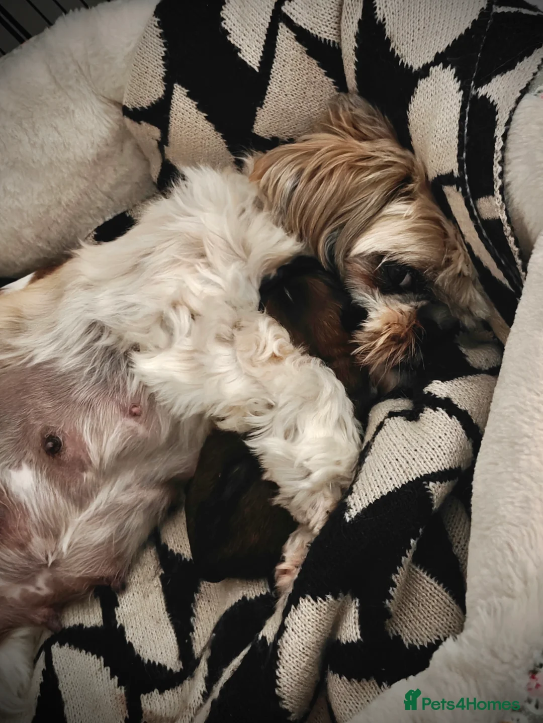 Shih Tzu dogs for sale: 🌟 Shih Tzu Boys Ready for Their Forever Homes! 🌟 in Edinburgh - Advert 2
