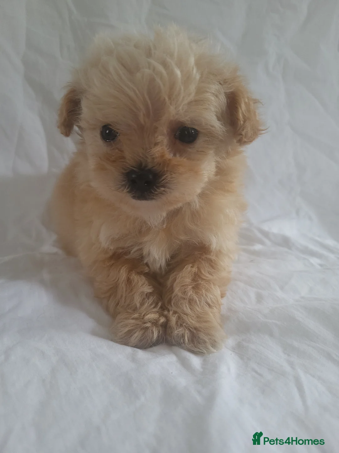 Morkie dogs for sale: Morkie puppies 5 🌟 licence breeder  - Advert 12