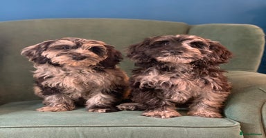 Cockapoo dogs - Advert 6