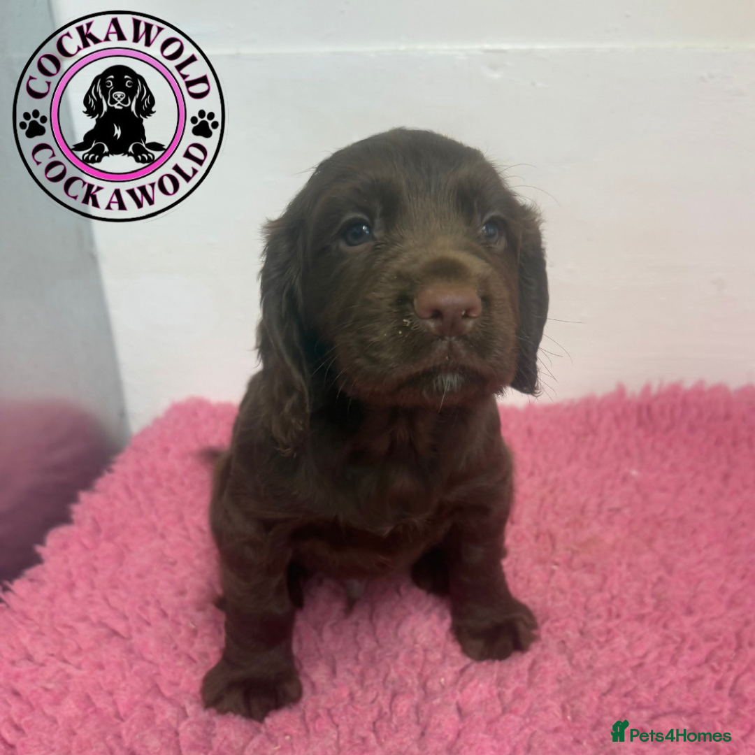 Cocker Spaniel dogs for sale: KC Reg Working Cocker Spaniel Puppies  - Image 6