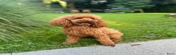 Miniature Poodle dogs for sale: Red moyen (medium) poodle puppy - Advert 2