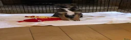 Mixed Breed dogs for sale: 2 year old huntaway x collie - Advert 8