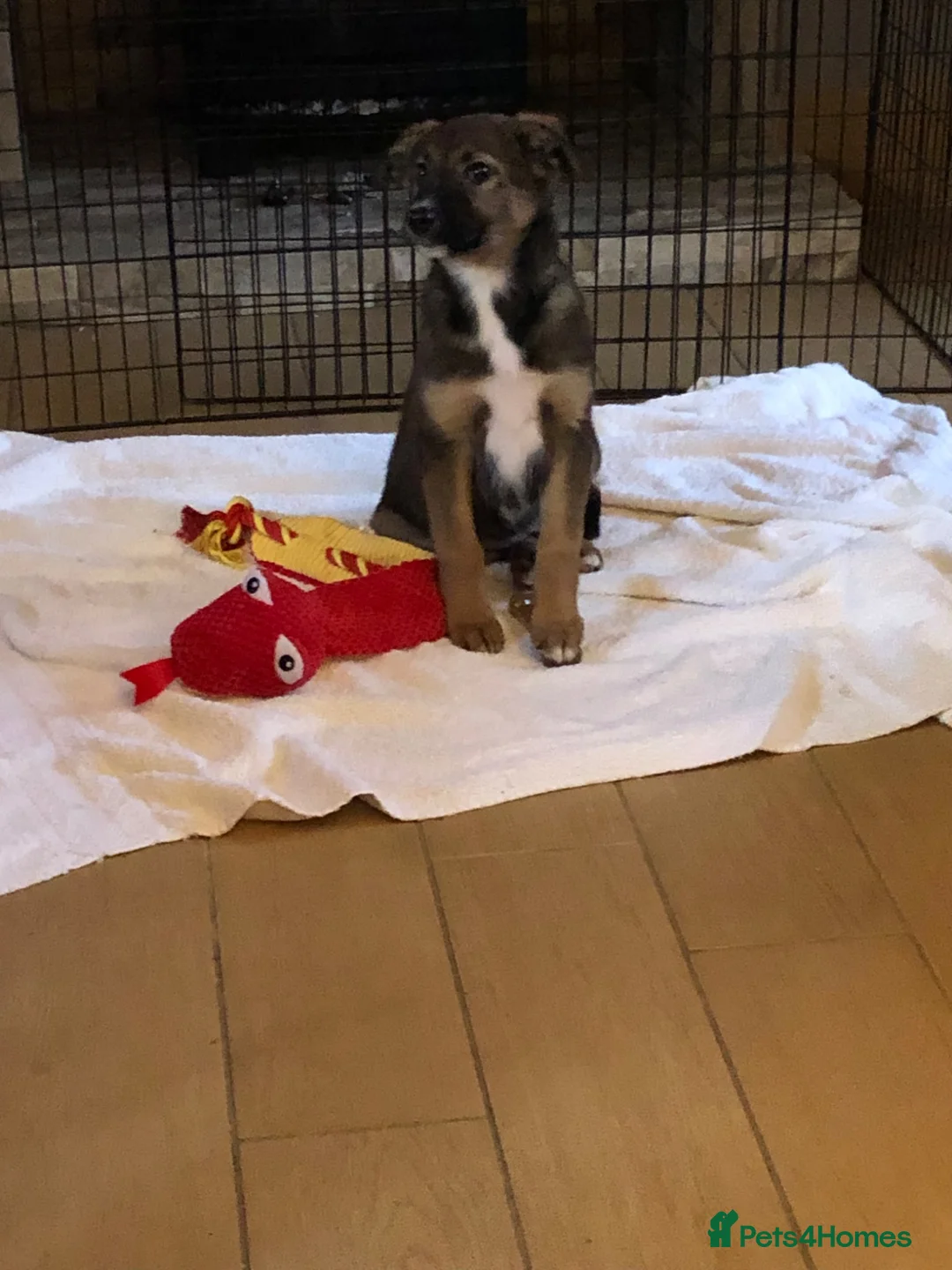 Mixed Breed dogs for sale: 2 year old huntaway x collie - Advert 8