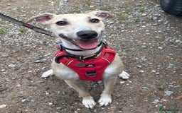 Lurcher dogs for adoption: FOR ADOPTION - DOBBY - SOUTHAMPTON  - Image 3