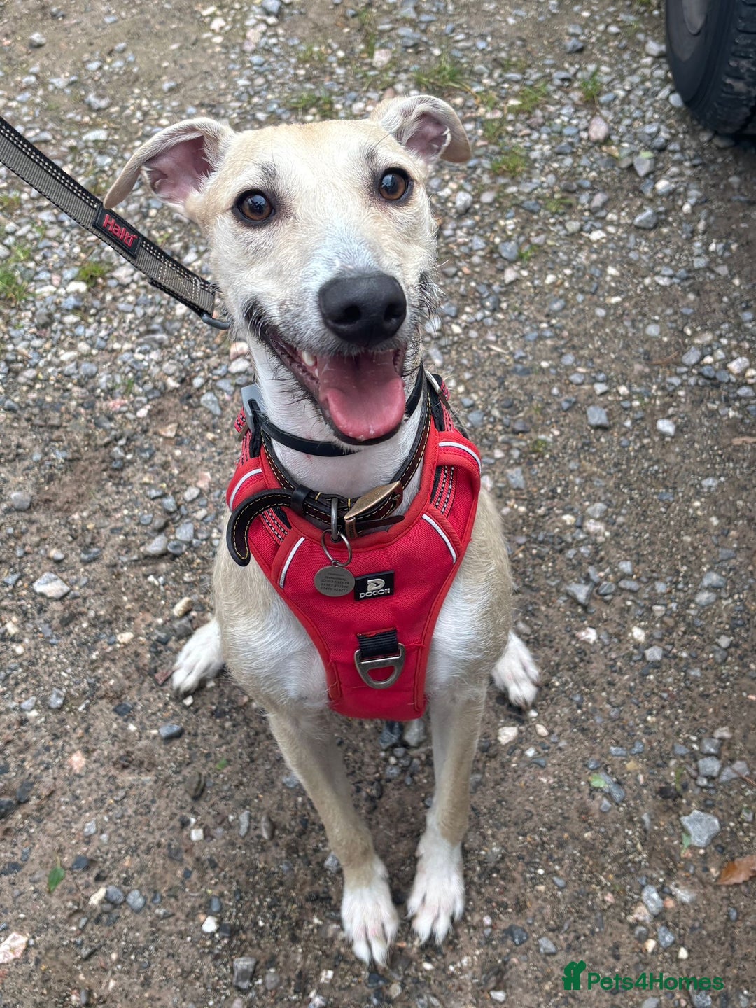 Lurcher dogs for adoption: FOR ADOPTION - DOBBY - SOUTHAMPTON  - Image 3