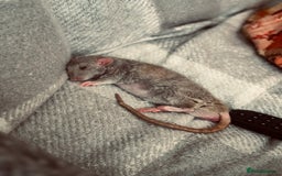 Rat rodents for sale: Milo & Bruce - disabled boy and younger brother  - Image 11