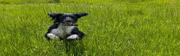 English Springer Spaniel dogs for stud: English Springer Spaniel for stud - black & white in High Wycombe - Advert 3