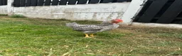 Chickens poultry for sale: Chickens  in Barnsley - Advert 3