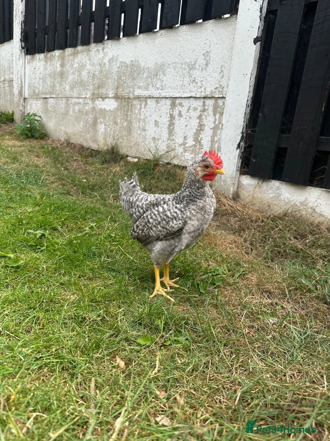 Chickens poultry for sale: Chickens  in Barnsley - Advert 3