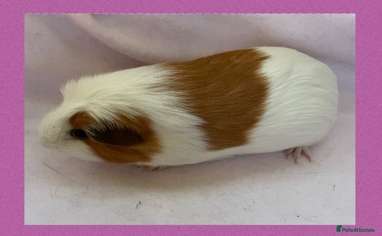 Guinea Pig rodents - Advert 15