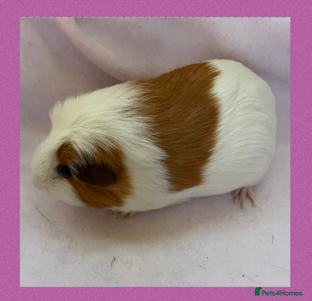 Guinea Pig rodents for sale: Female baby guinea pigs  - Image 1