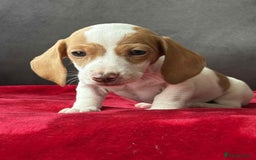 Miniature Dachshund dogs for sale: Beautiful miniature dachshund  - Image 11