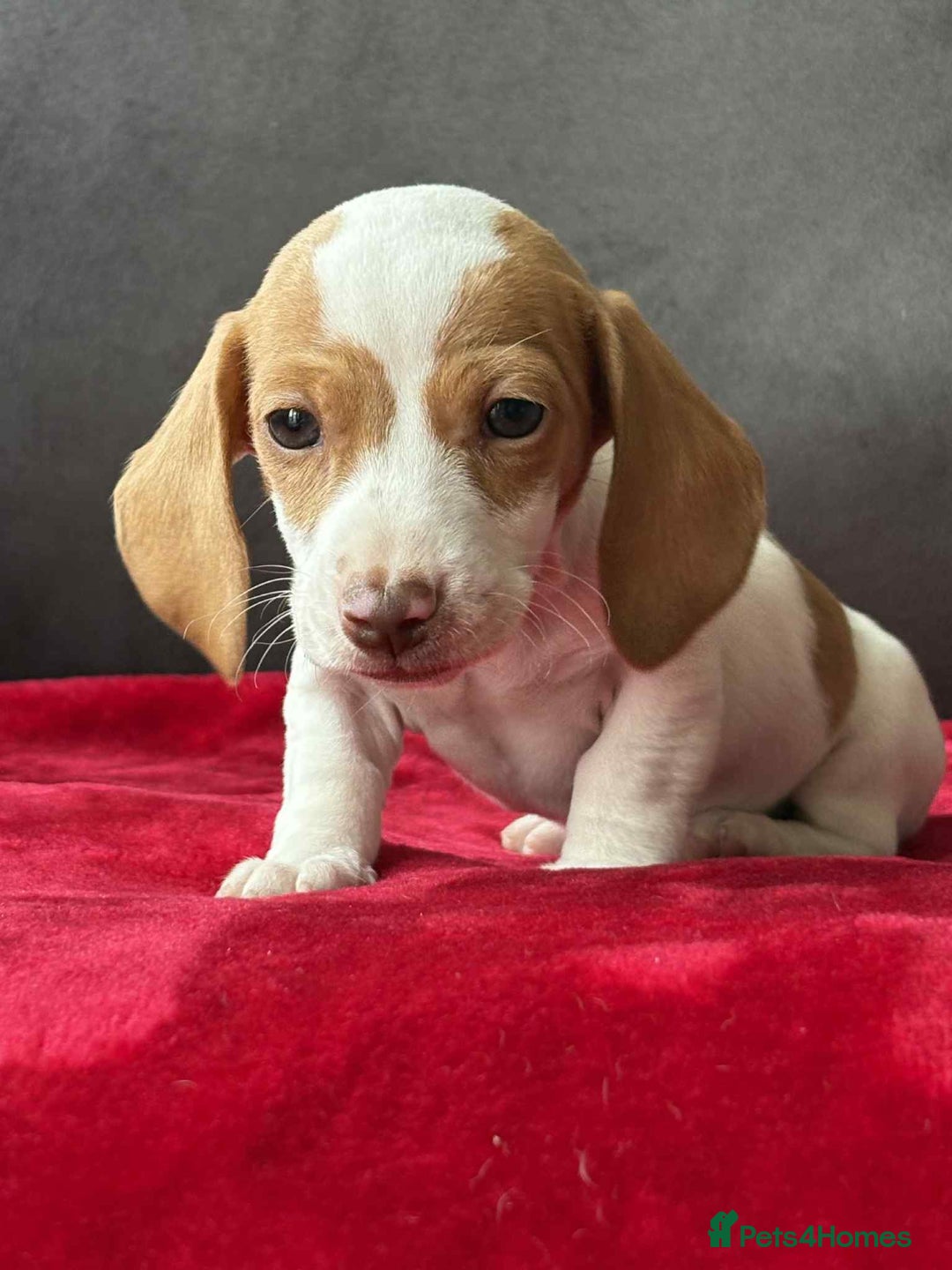 Miniature Dachshund dogs for sale: Beautiful miniature dachshund  - Image 11