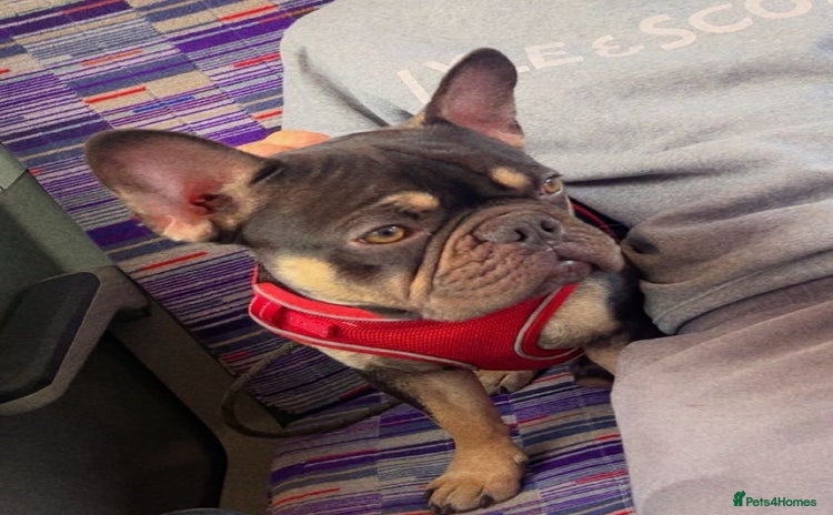 French Bulldog dogs - Advert 2