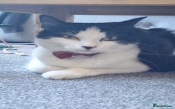 Mixed Breed cats for sale: Black and white 1 1/2 year old Cat - Image 2