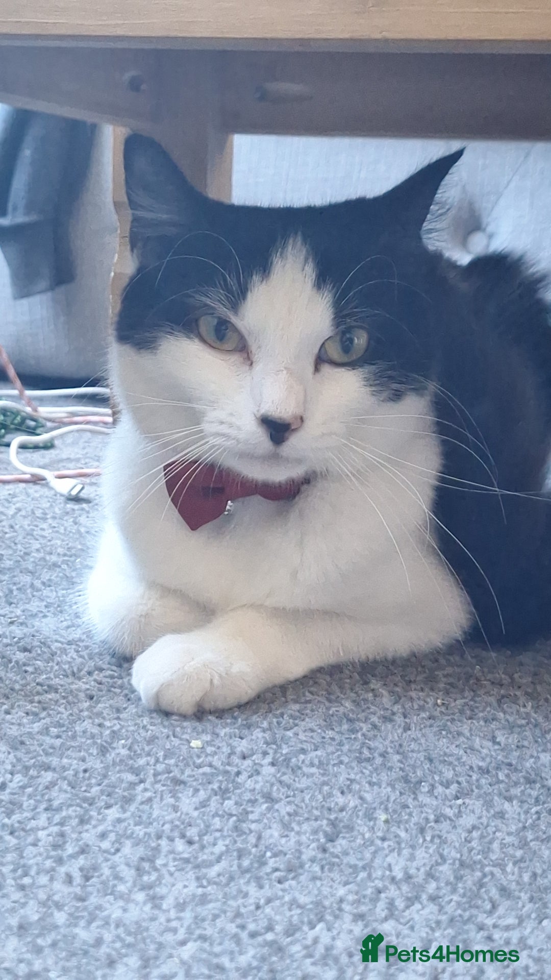 Mixed Breed cats for sale: Black and white 1 1/2 year old Cat - Image 2