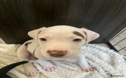 Mixed Breed dogs for sale: American bull dogs cross staffy - Image 7