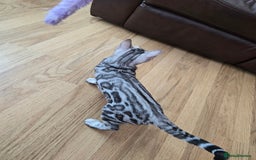 Bengal cats for sale: 3 exquisite Tica registered bengals *****READY NOW - Image 3