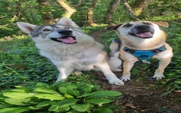 Mixed Breed dogs for adoption: JACK FOR ADOPTION OR FOSTER IN CORNWALL OR DEVON - Image 2