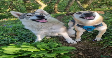 Mixed Breed dogs - Advert 7