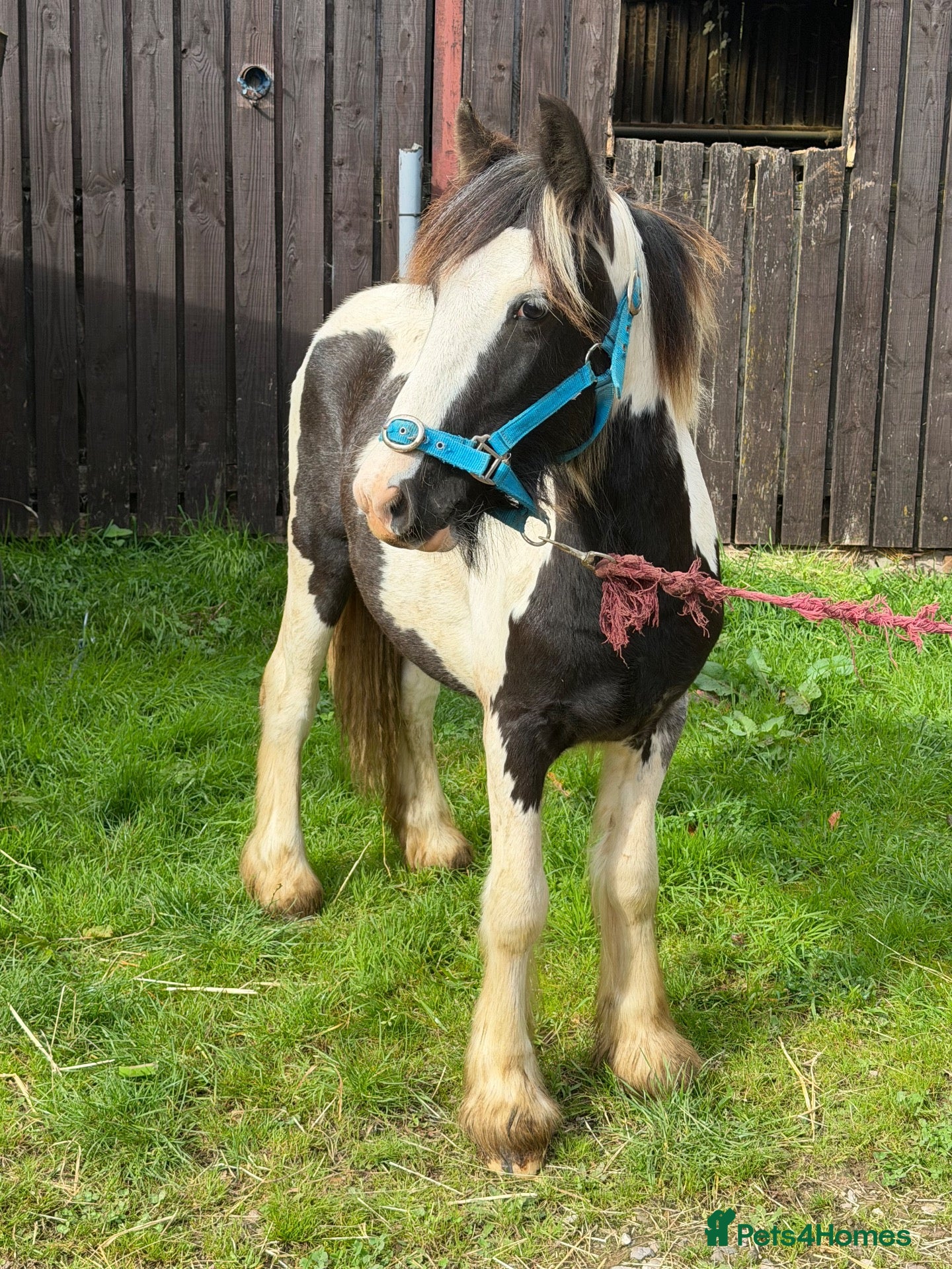 Irish Cob horses Boblet the super coblet  - Advert 1