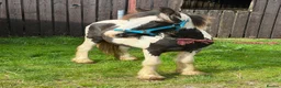 Irish Cob horses for sale: Boblet the super coblet  - Advert 1