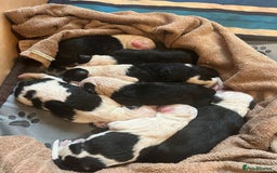 Old English Sheepdog dogs for stud: Proven KCRegistered Stunning OLD ENGLISH SHEEPDOG  in Mansfield - Image 12