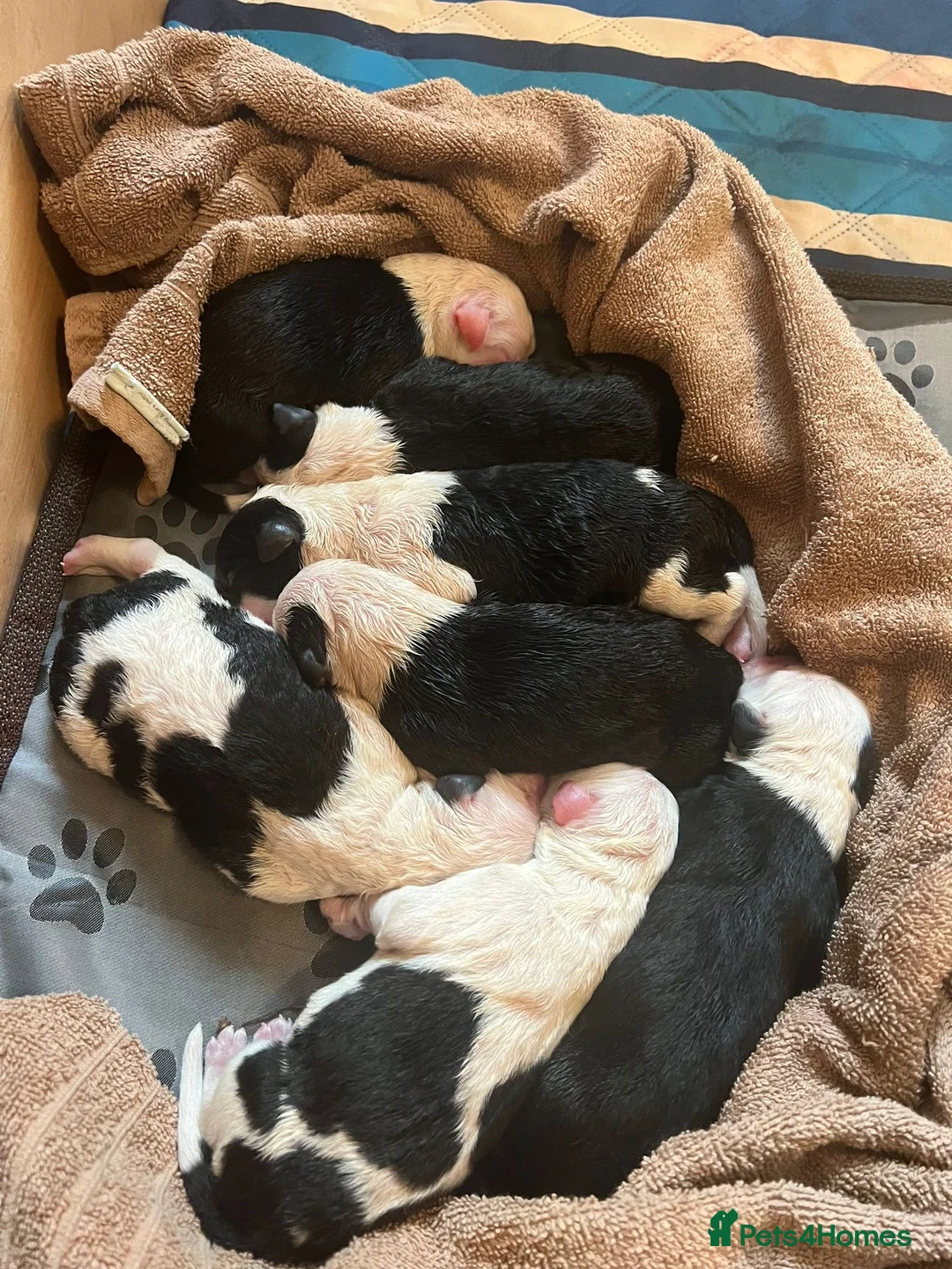 Old English Sheepdog dogs for stud: Proven KCRegistered Stunning OLD ENGLISH SHEEPDOG  in Mansfield - Advert 12