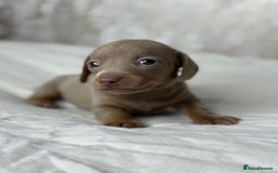Miniature Dachshund dogs for sale: quality minature dachshunds (ready 14th october) - Image 16