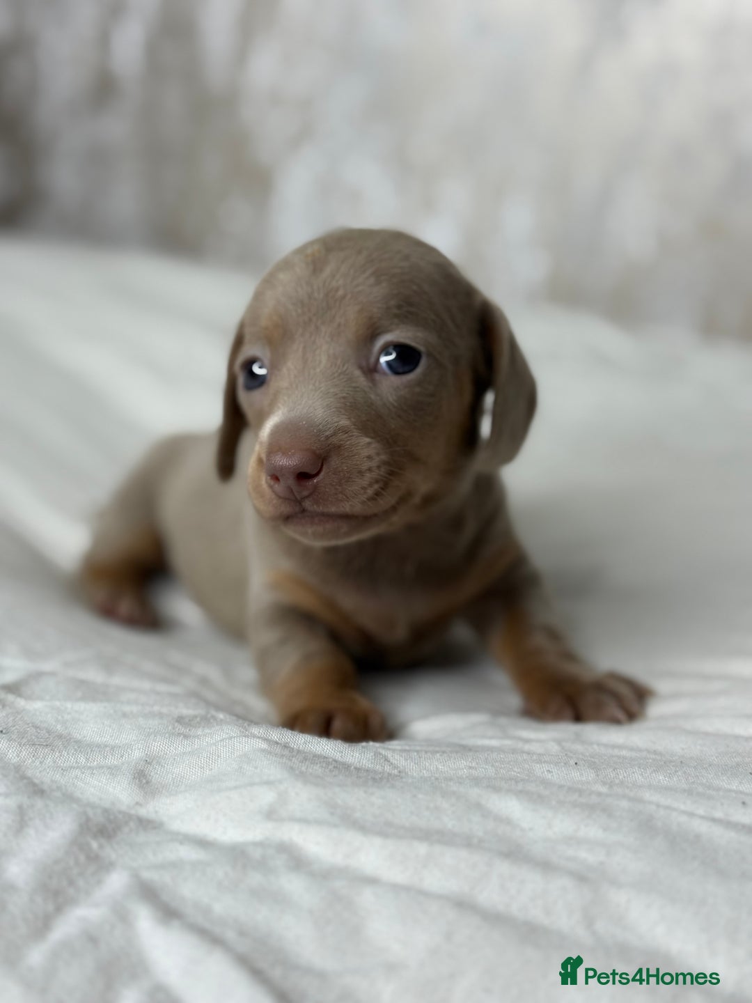 Miniature Dachshund dogs for sale: quality minature dachshunds (ready 14th october) - Image 16