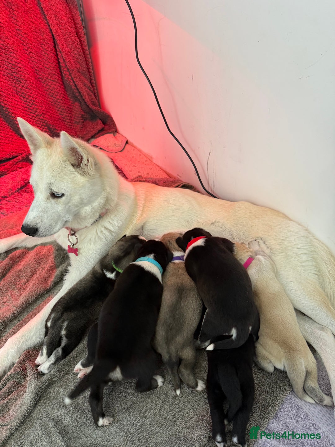 Siberian Husky dogs for sale: Husky puppies for sale - Image 1
