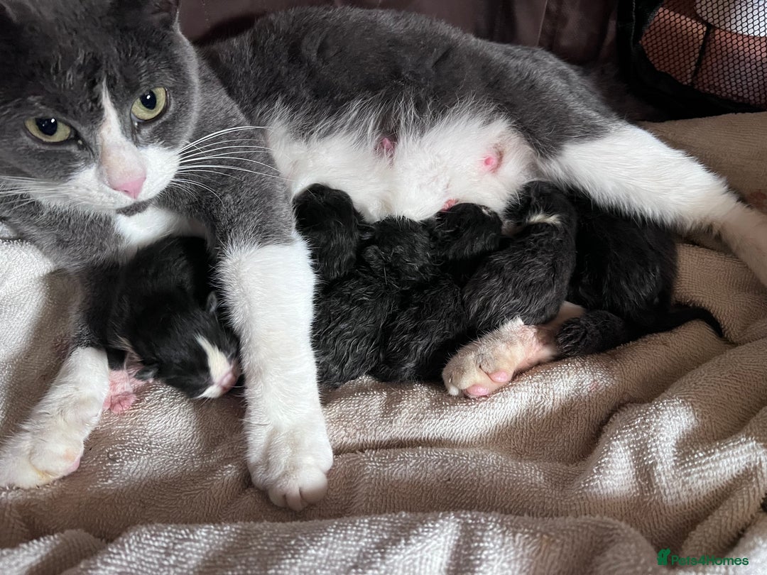 Mixed Breed cats for sale: Cute and Friendly Kittens - Advert 6