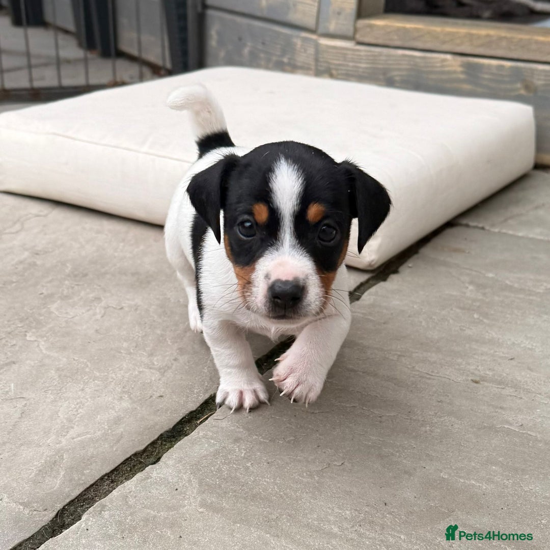 Jack Russell dogs for sale: Smooth haired small Jack Russel pups - Image 8