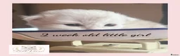 British Longhair cats for sale: Stunning Silver Tipped Longhair Kittens - Advert 14