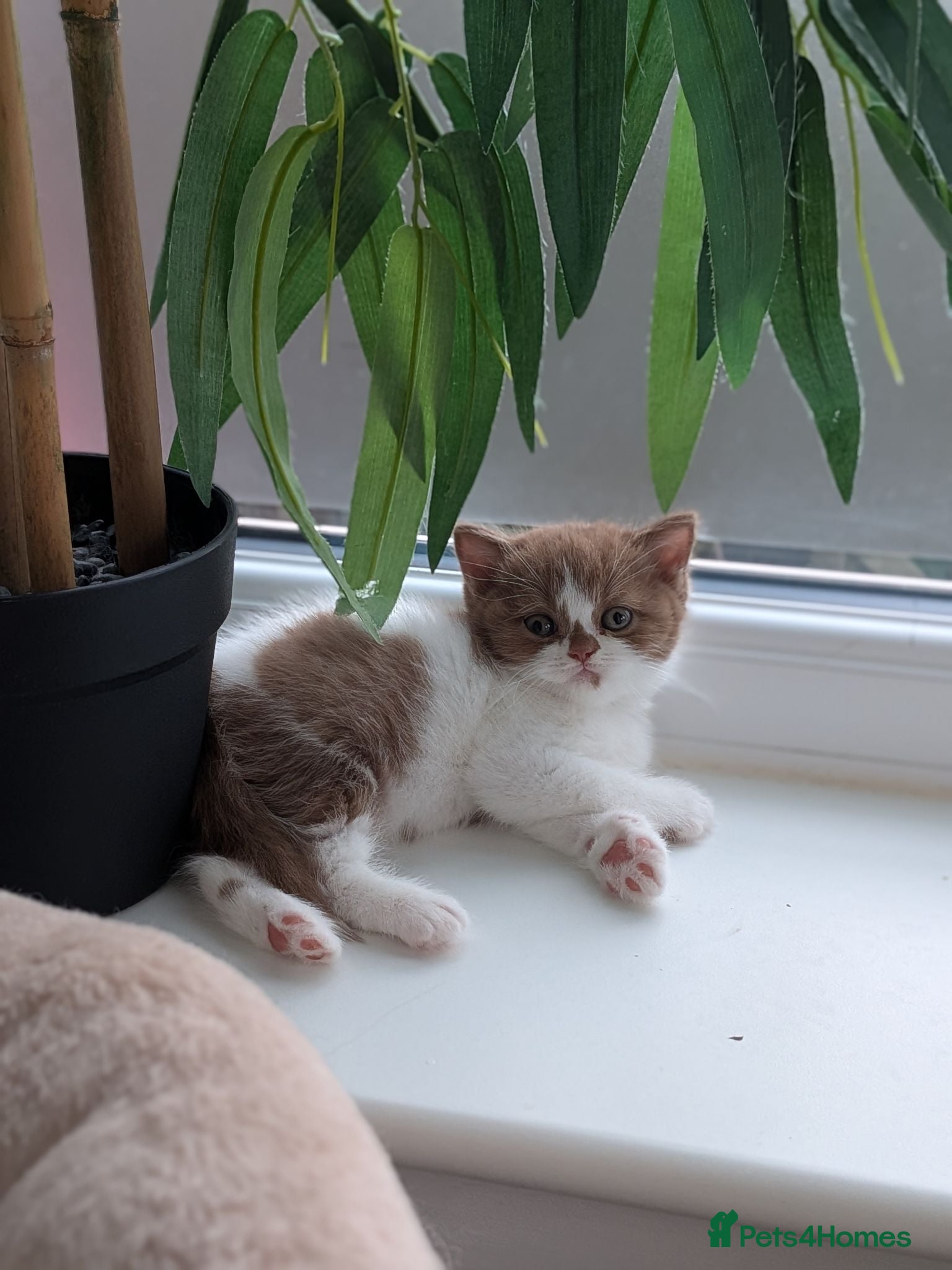 British Shorthair cats GCCF Registered Kittens  - Advert 1