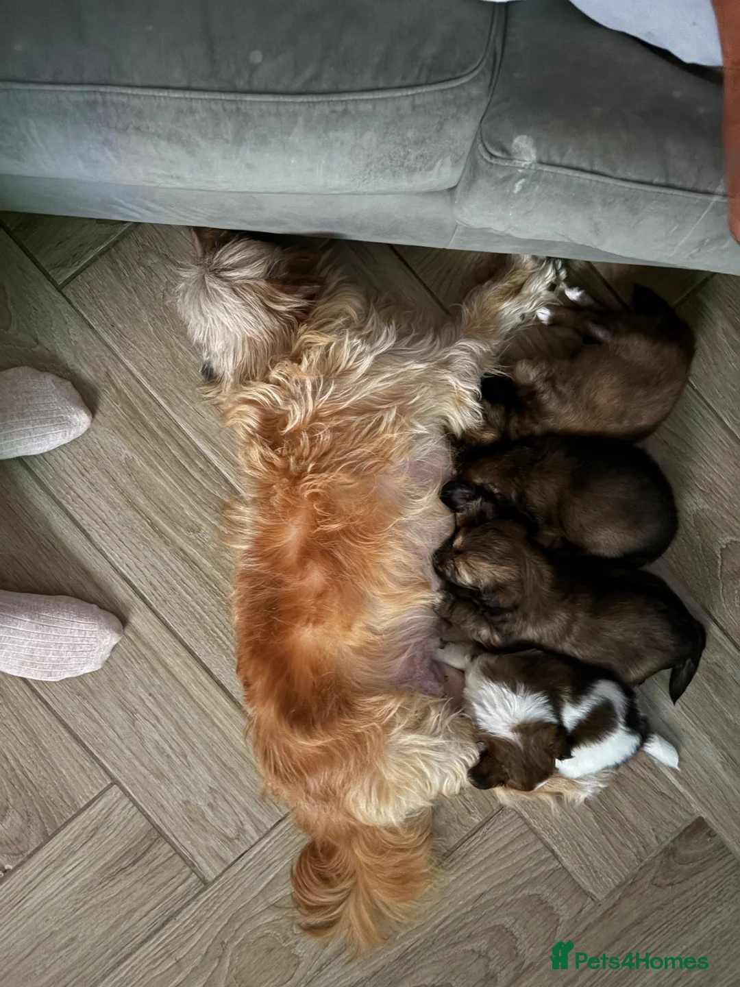 Mixed Breed dogs for sale: Chihuahua x papillon  - Advert 6