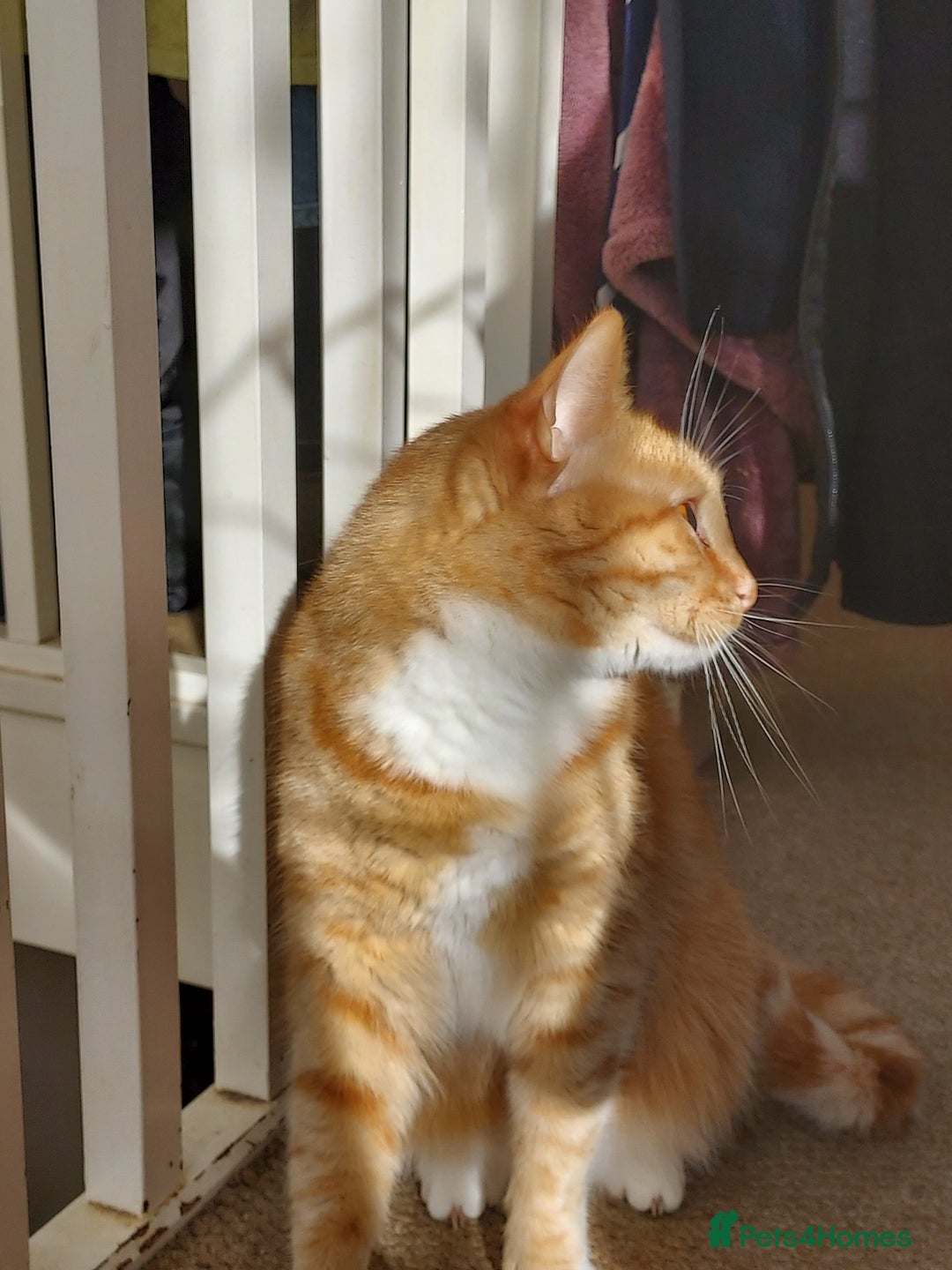 Turkish Van cats for sale: Domestic shorthair x Turkish Van ginger female - Image 6