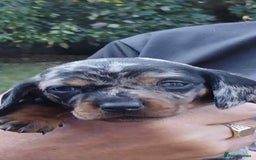 Dachshund dogs for sale: 3 Stunning boy puppies for sale - Image 8