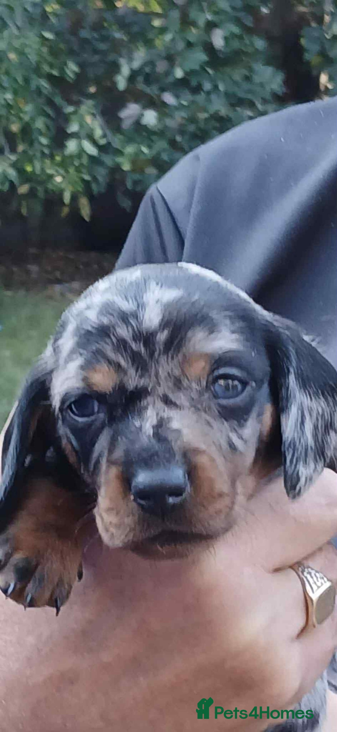 Dachshund dogs for sale: 3 Stunning boy puppies for sale - Image 8