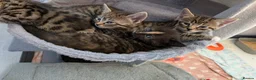 Siberian cats for sale: Adorable Siberian Kittens  - Advert 15