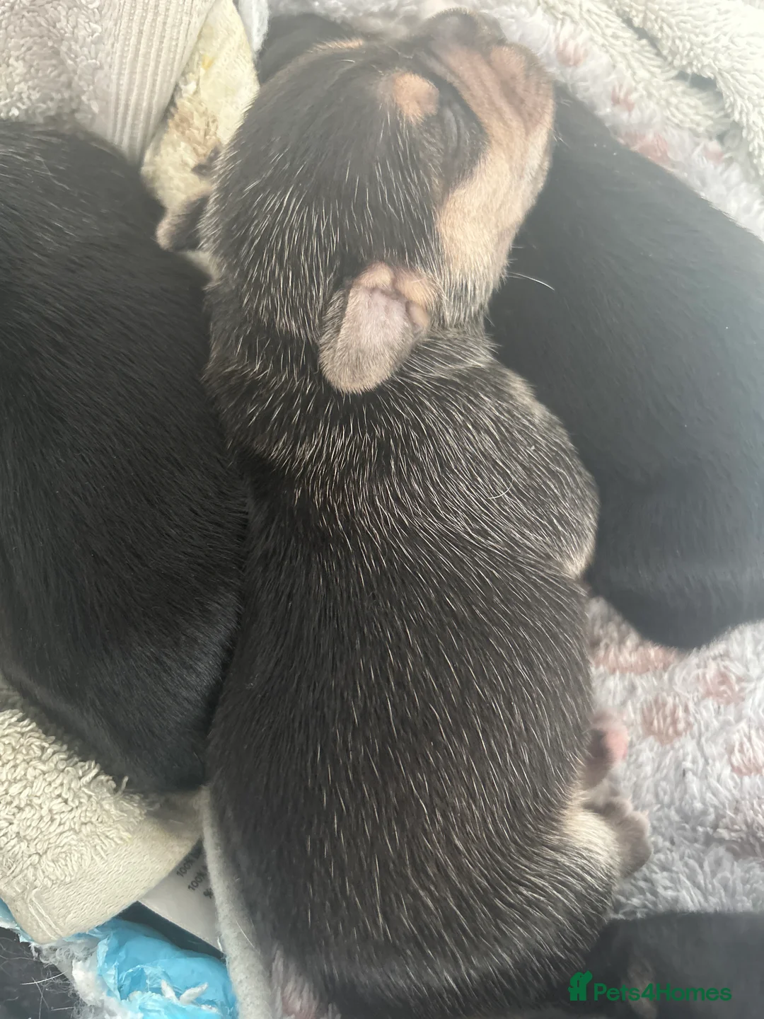 Mixed Breed dogs for sale: 6 frenchie x jack Russell pups available. in Spilsby - Advert 2