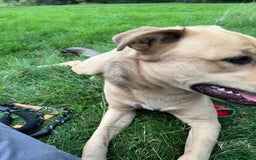 Mixed Breed dogs for sale: Max 11 month - Male  - Image 11