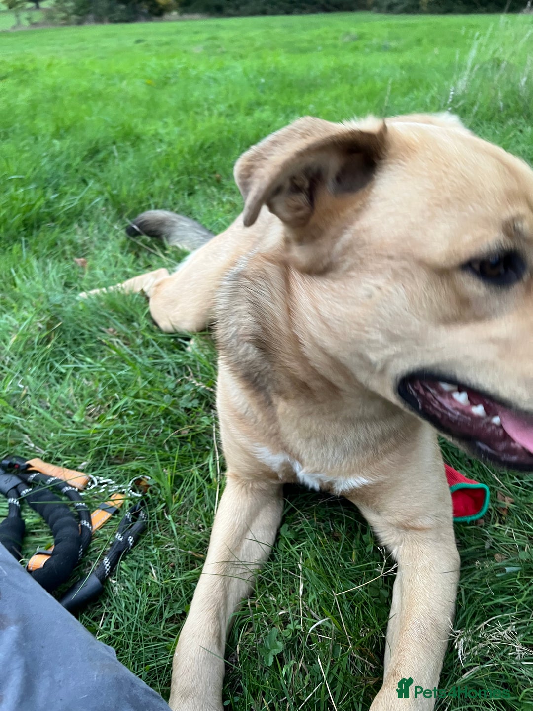 Mixed Breed dogs for sale: Max 11 month - Male  - Image 11