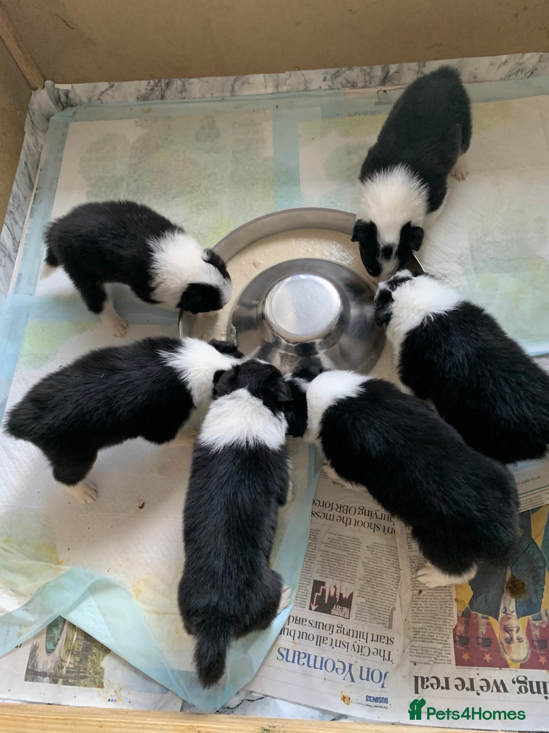 Border Collie dogs for sale: Fantastic Border Collies  - Image 4