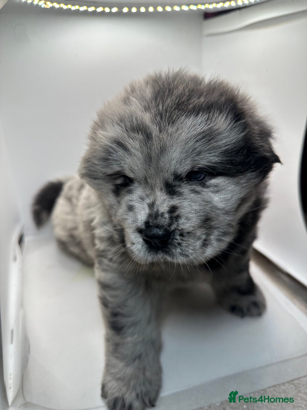 Chow Chow dogs for sale: Merle chow chow  - Advert 17