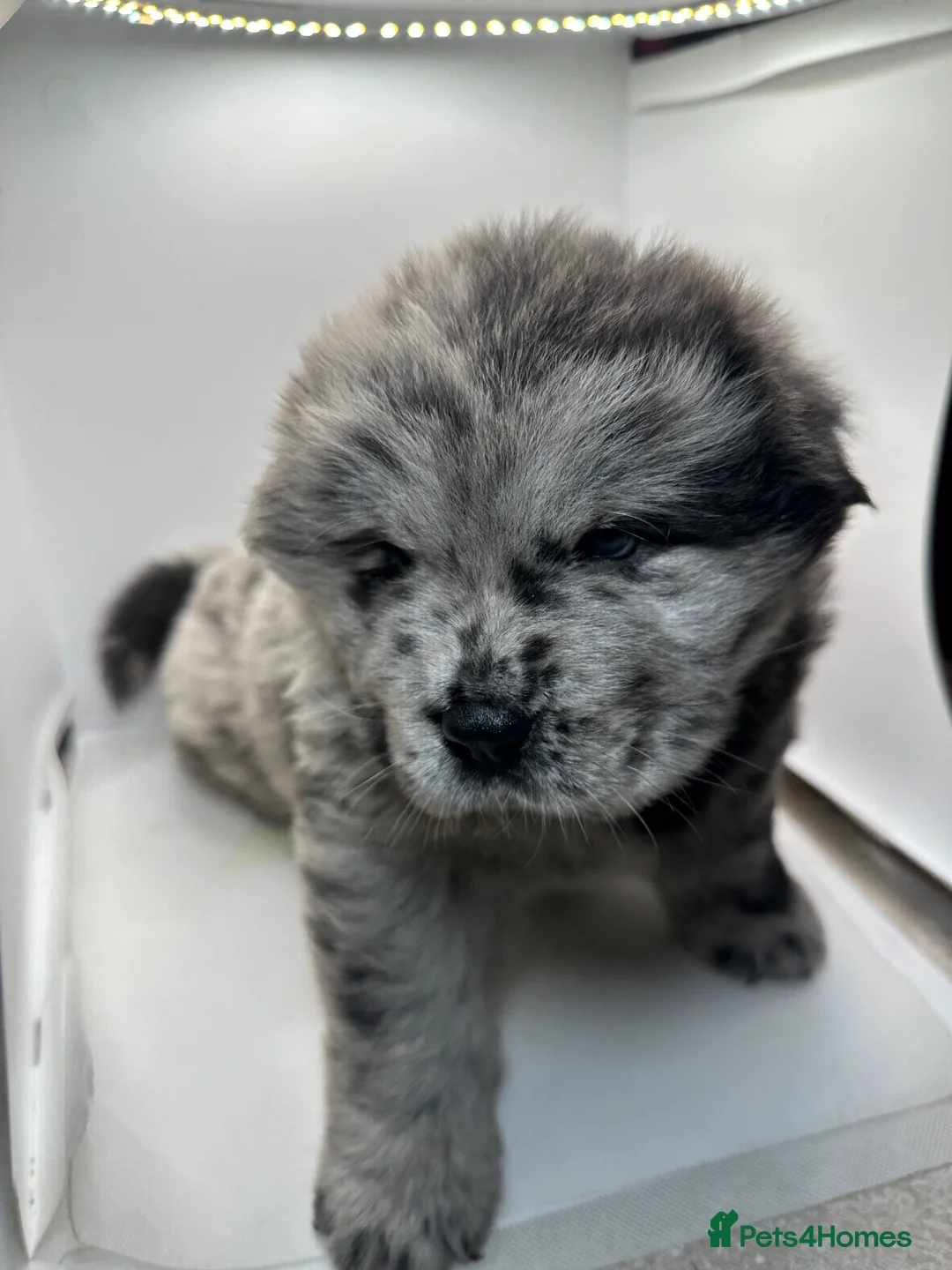 Chow Chow dogs for sale: Cheapest chow chow in London  - Advert 3